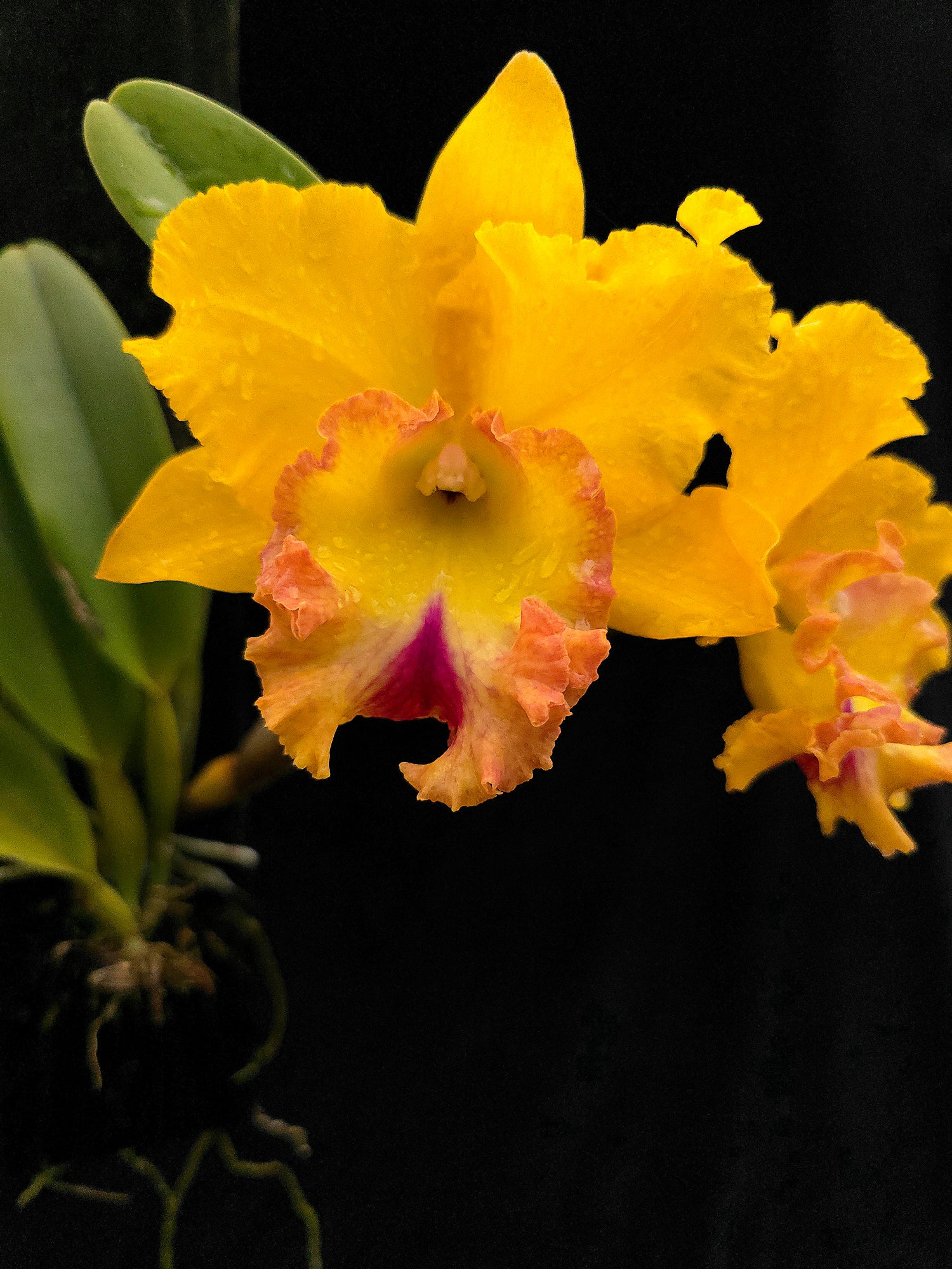 Rlc Chao Praya Gold PlantMadness