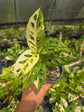 Monstera Variegated Adansonii (Growers Choice) PlantMadness