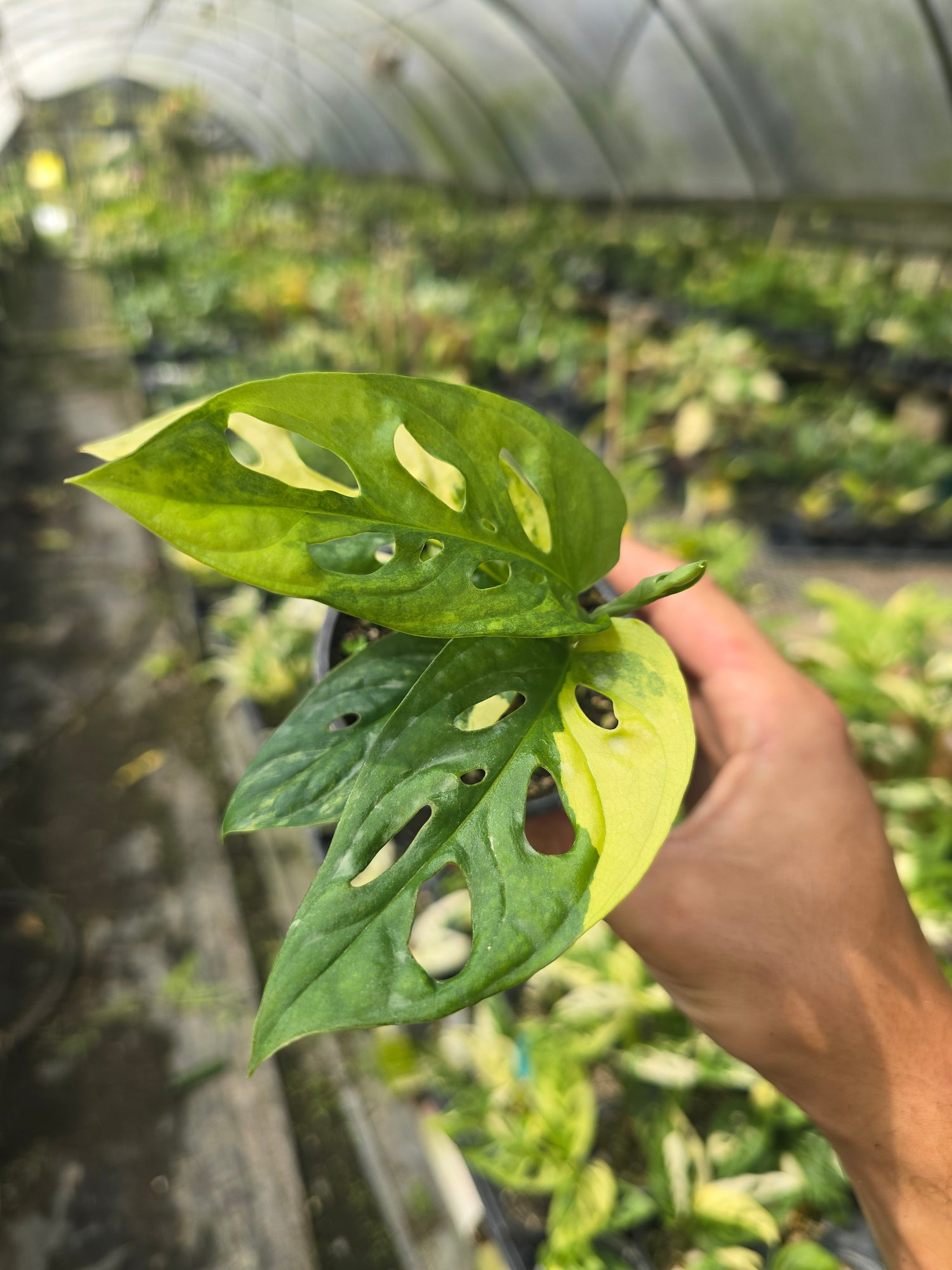 Monstera Variegated Adansonii (Growers Choice) PlantMadness