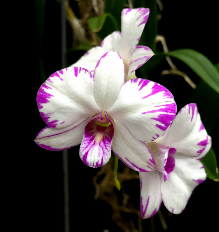 Dendrobium enobi PlantMadness