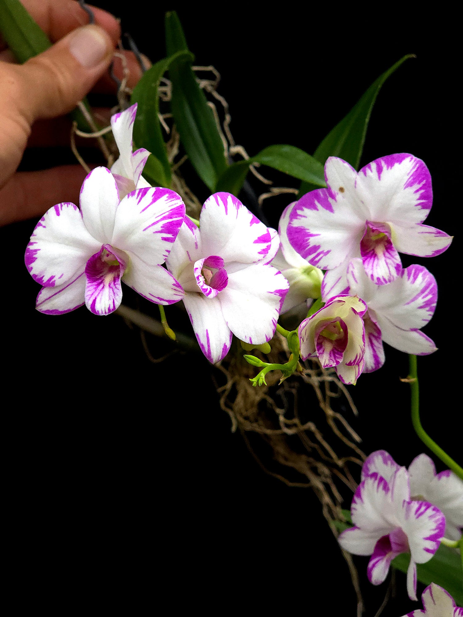 Dendrobium enobi PlantMadness