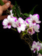 Dendrobium enobi PlantMadness