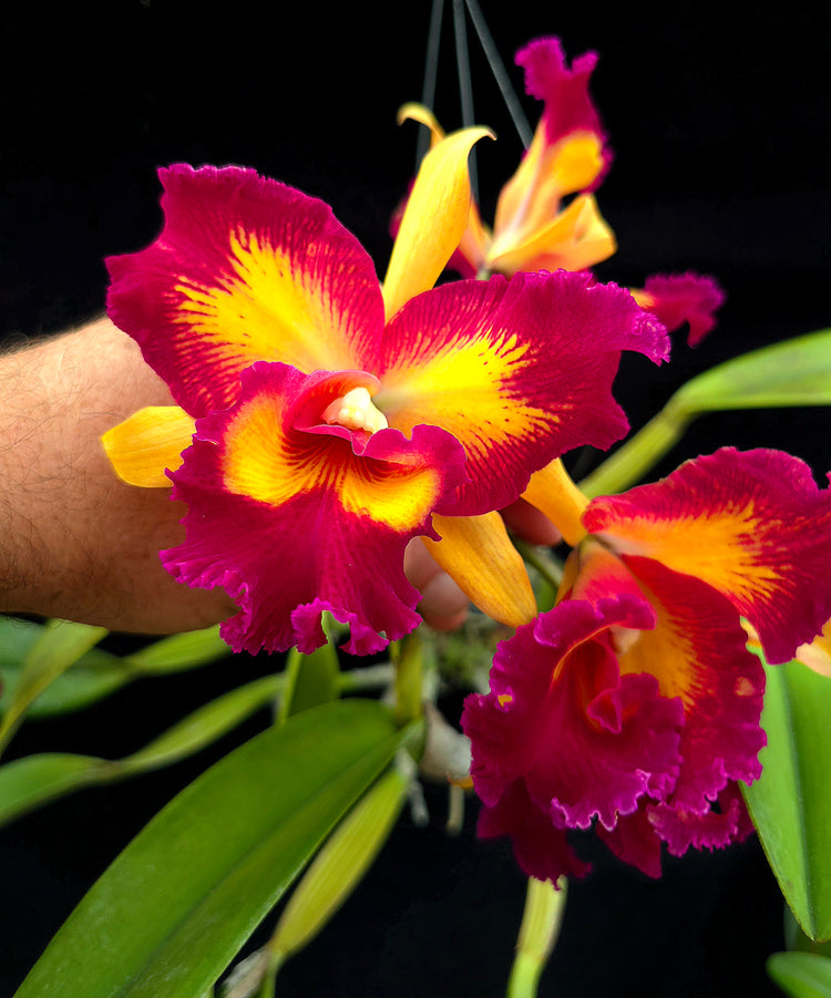 Rlc. Taiwan Queen "Golden Monkey" PlantMadness