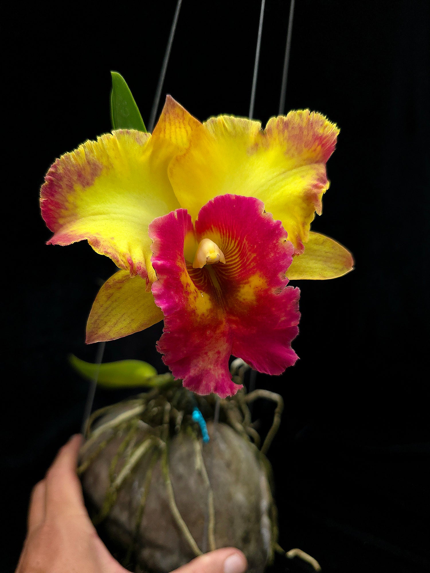 Rlc. Chomthong Fancy PlantMadness