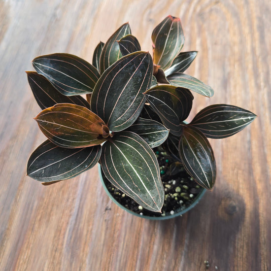 Ludisia Discolor (Jewel Orchid) PlantMadness