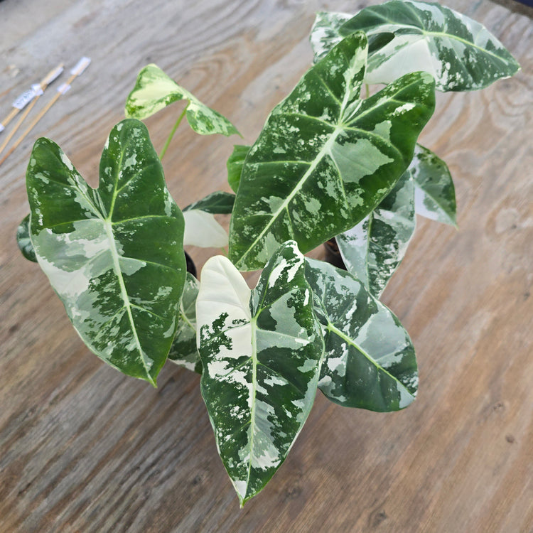 Alocasia Frydek Variegated PlantMadness