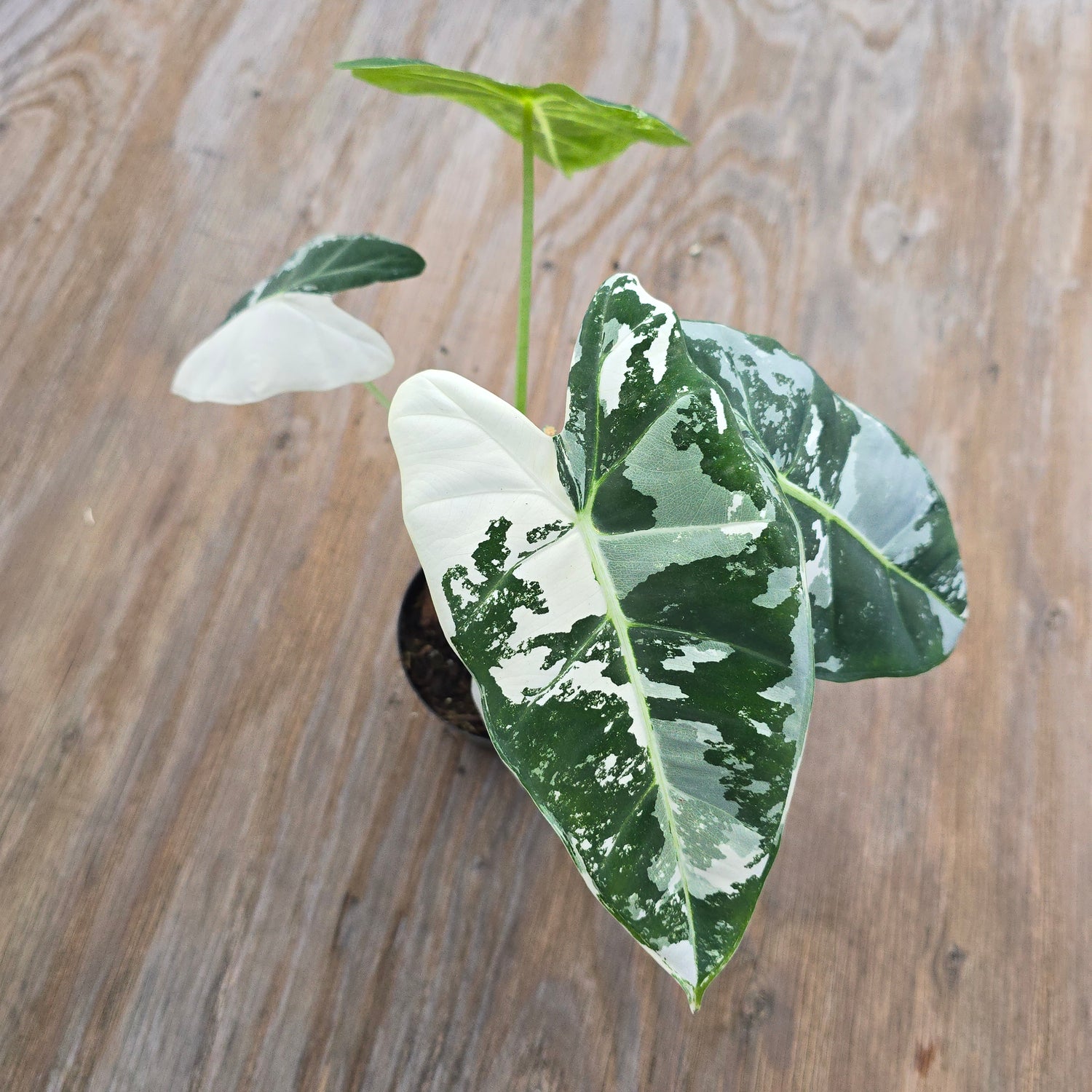 Alocasia Frydek Variegated PlantMadness