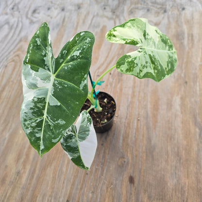 Alocasia Frydek Variegated PlantMadness