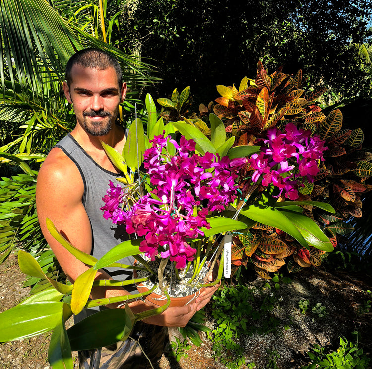 Ctt. Tristar Bouquet "Purple" PlantMadness