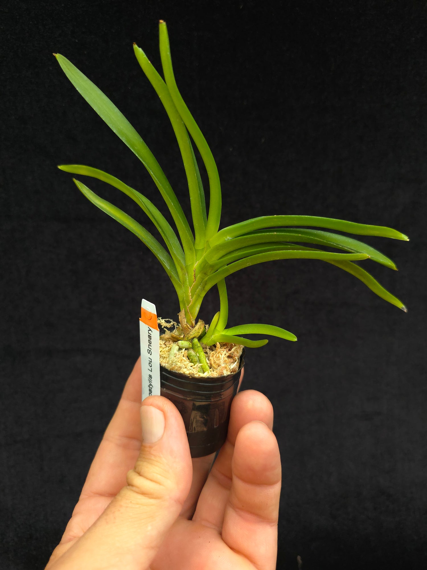 Vandachostylis Lou Sneary PlantMadness