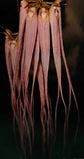 Bulbophyllum longissimum PlantMadness