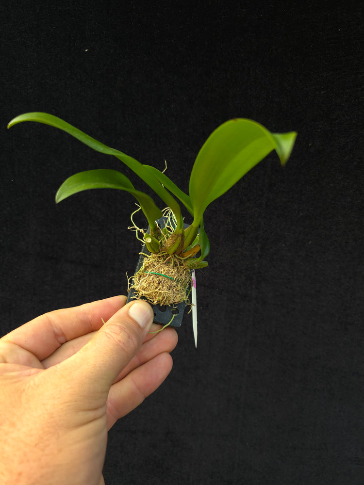 Bulbophyllum longissimum PlantMadness