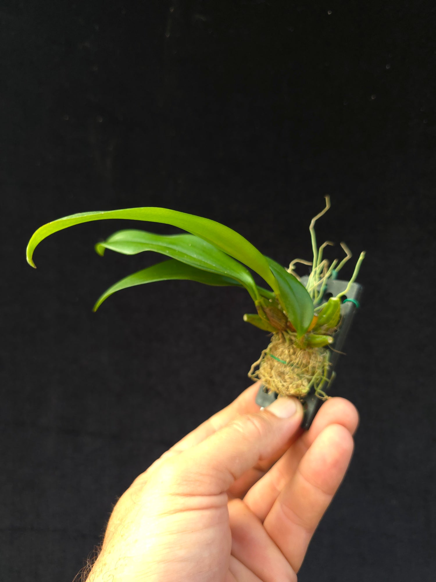 Bulbophyllum longissimum PlantMadness