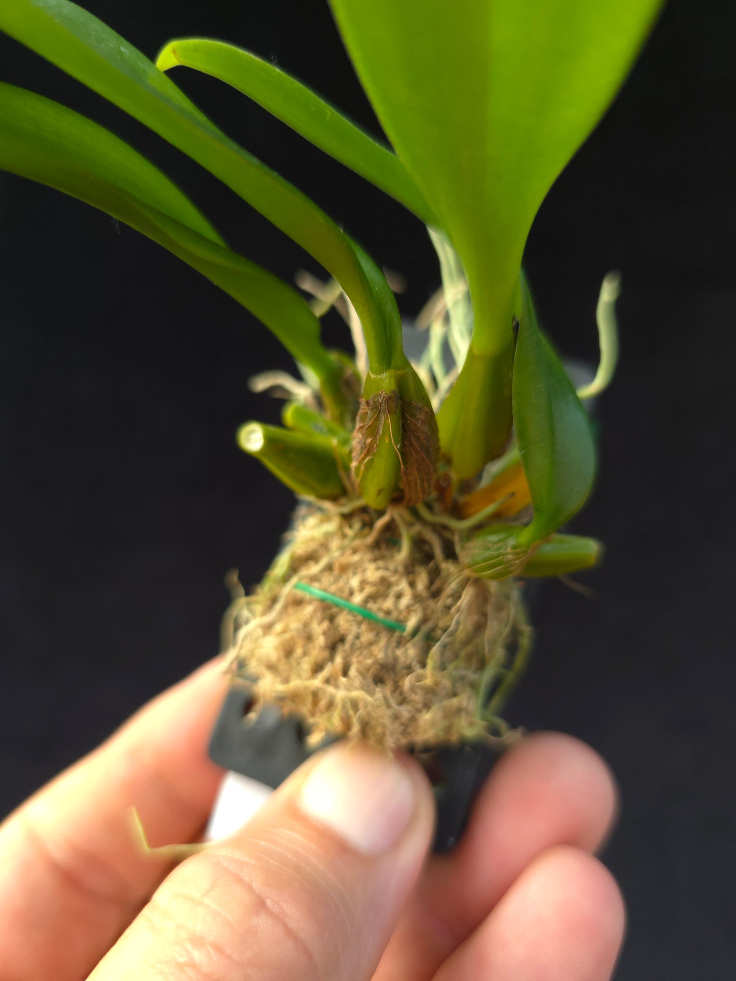 Bulbophyllum longissimum PlantMadness