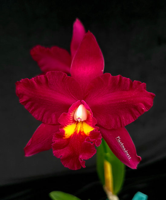 Ctt. shinfong Red Mudan PlantMadness