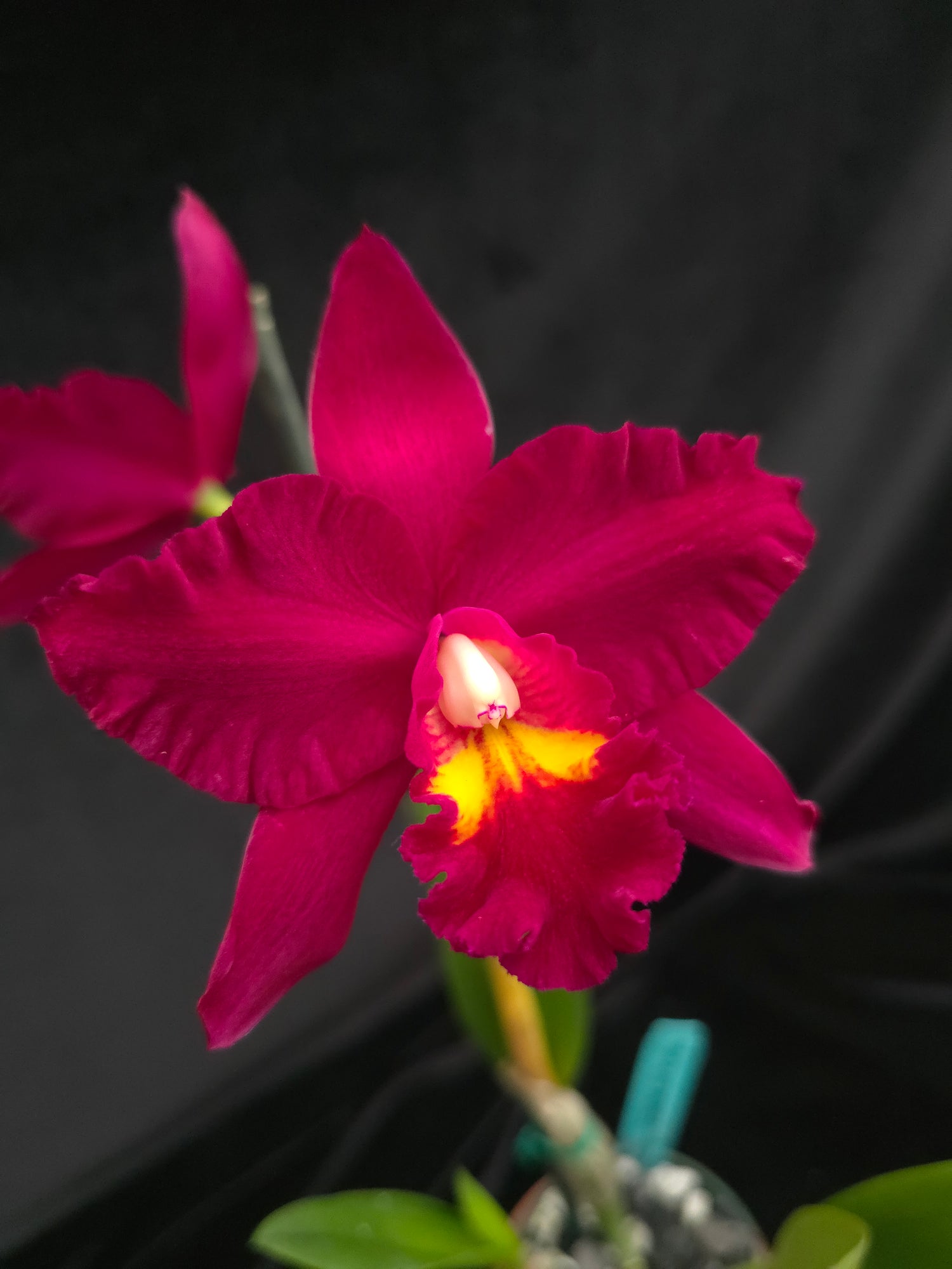 Ctt. shinfong Red Mudan PlantMadness