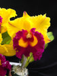 Rlc. Nakornchaisri Delight &