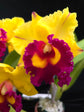 Rlc. Nakornchaisri Delight &