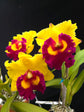 Rlc. Nakornchaisri Delight &