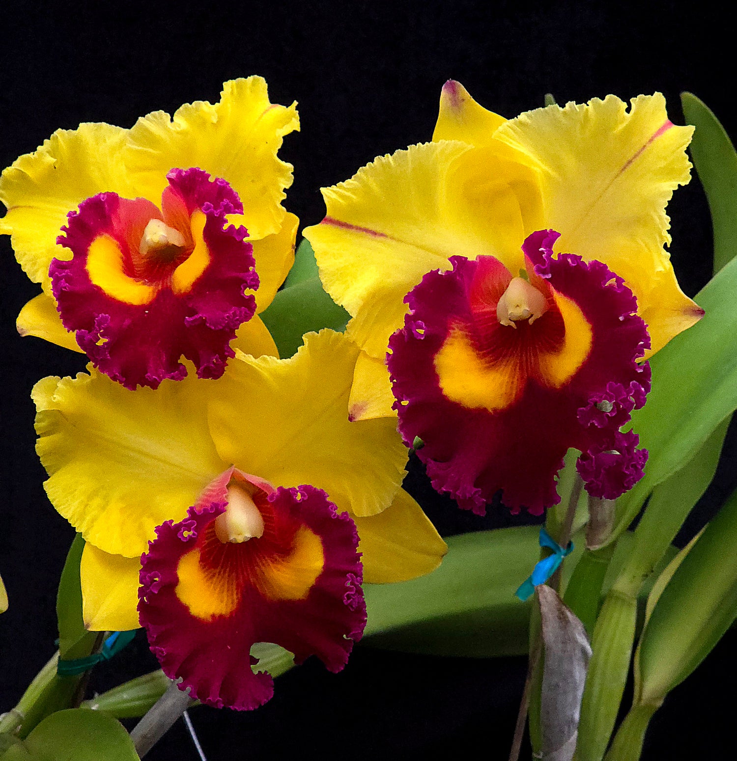 Rlc. Nakornchaisri Delight &