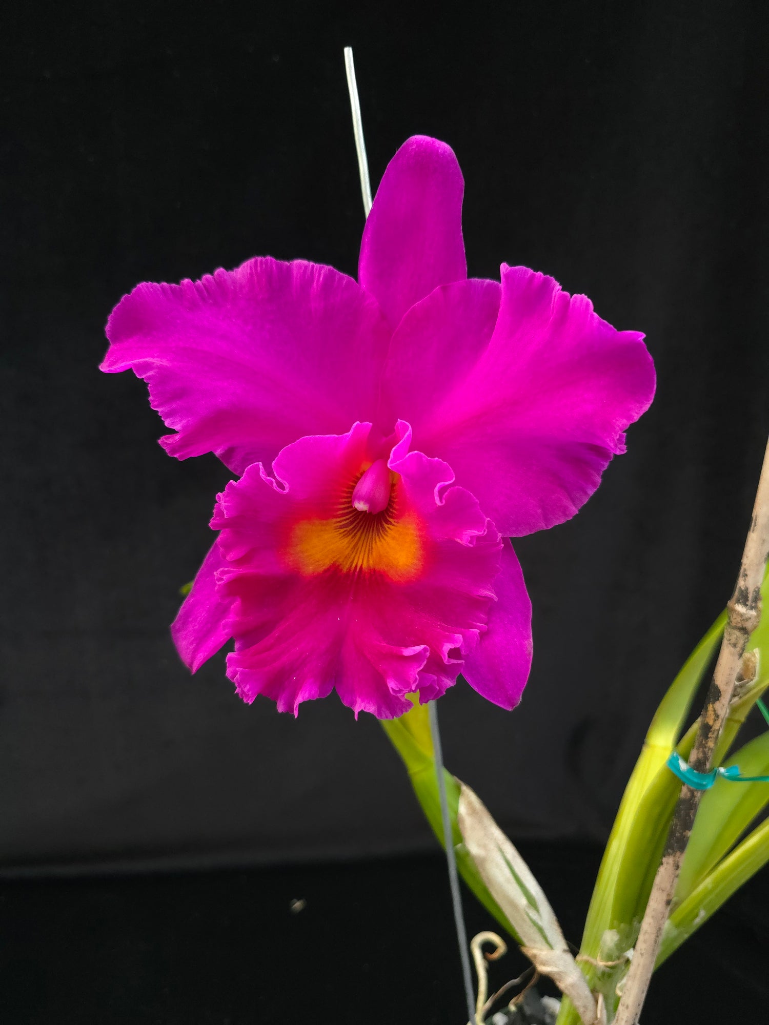 Rlc. Cornerstone "Compass" PlantMadness