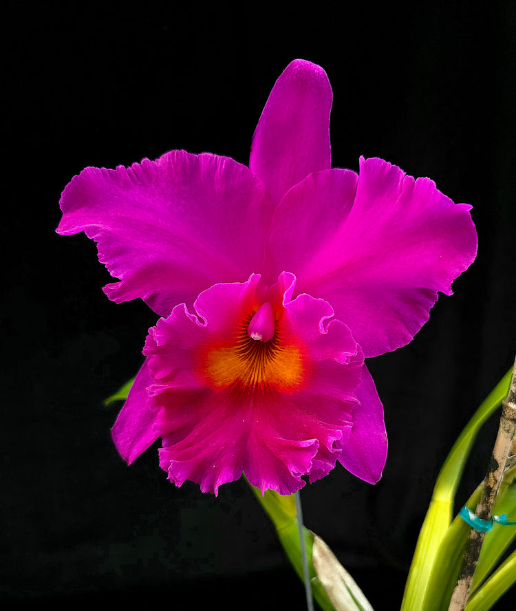 Rlc. Cornerstone "Compass" PlantMadness