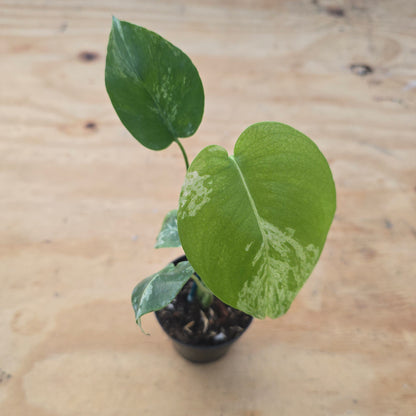 Monstera Decliousa "White Monster" PlantMadness