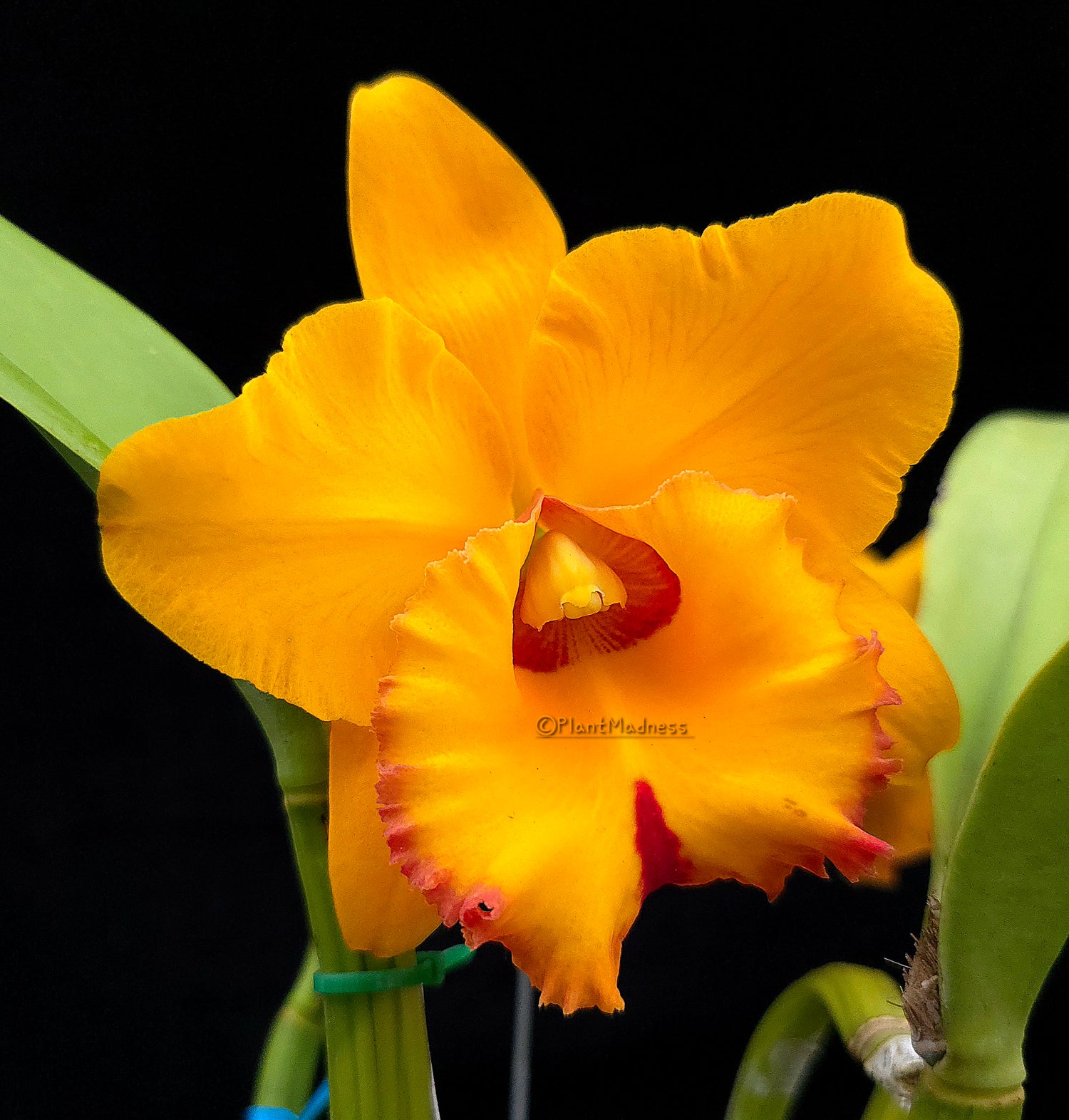 Rlc. Village Chief Headache "Golden Baby" PlantMadness