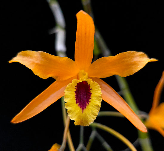 Dendrobium Chanthaboon Sunrise PlantMadness