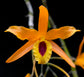 Dendrobium Chanthaboon Sunrise PlantMadness