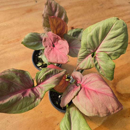 Syngonium Pink Perfection PlantMadness