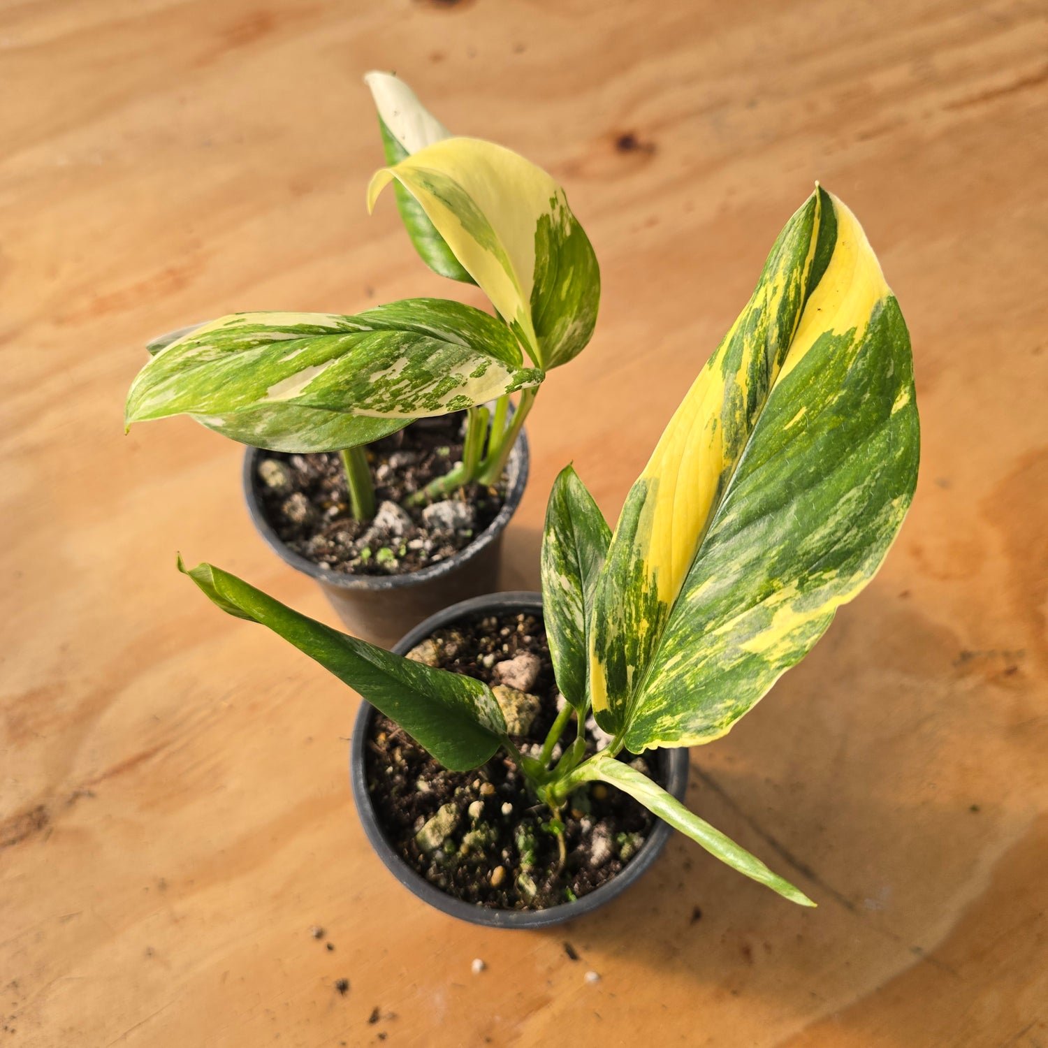 Monstera Variegated Lechleriana (Grower&