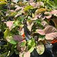 Syngonium Pink Lava PlantMadness