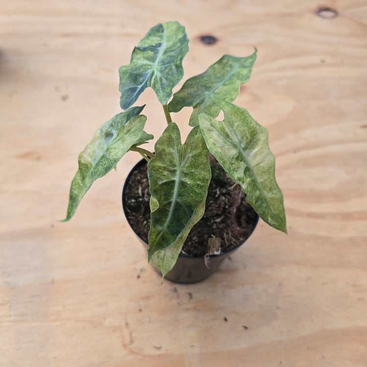 Alocasia Amazonica Polly Variegated PlantMadness