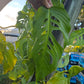 Monstera obliqua "Slovakia" PlantMadness