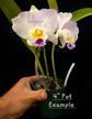 Cattleya Pure Soul PlantMadness