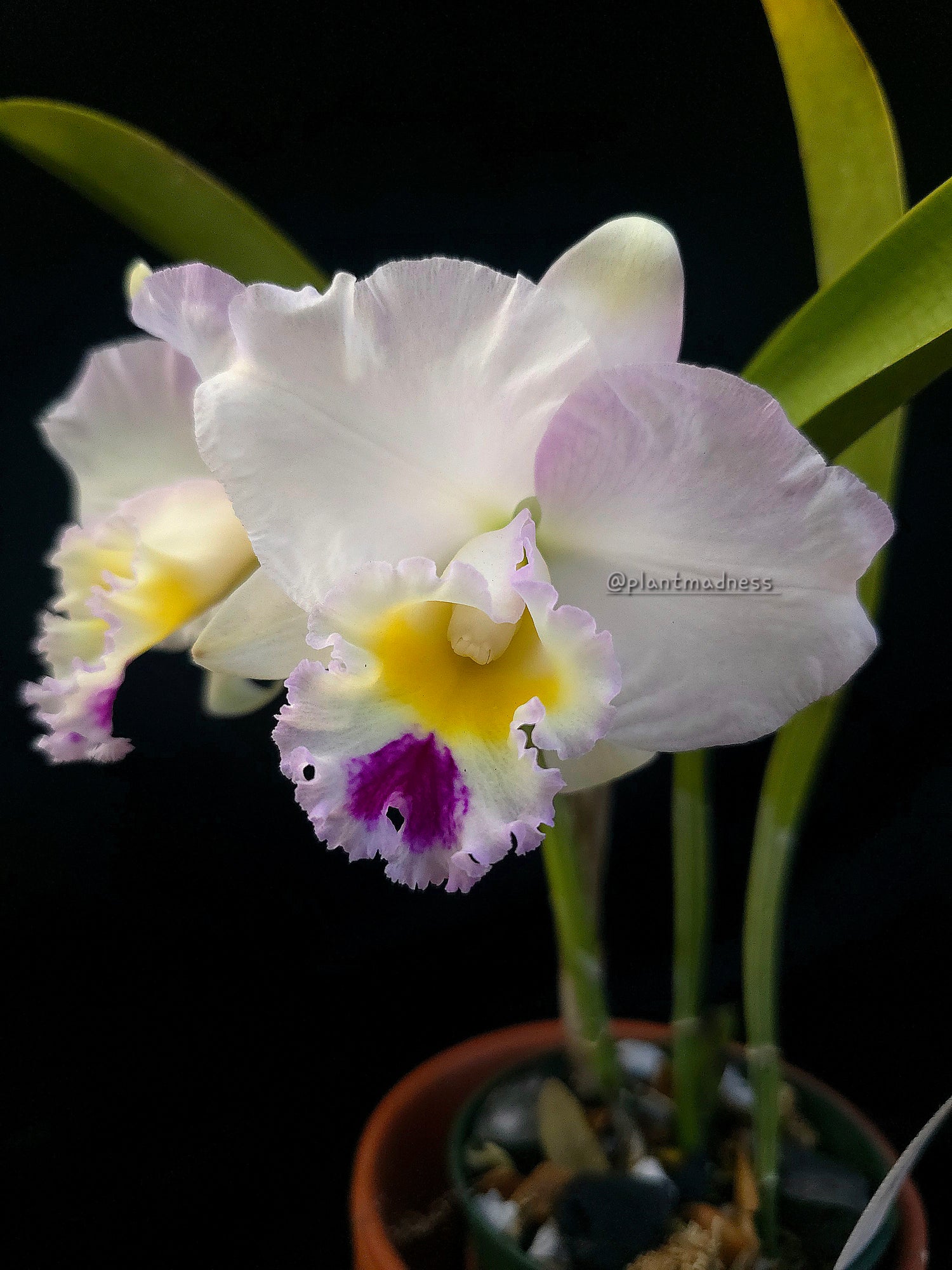 Cattleya Pure Soul PlantMadness