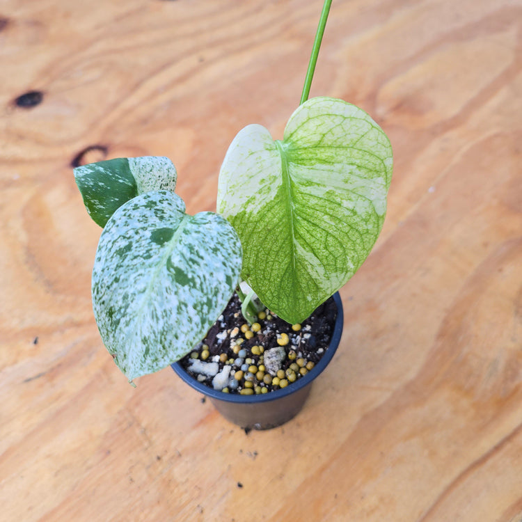 Monstera Deliciosa "White Monster" PlantMadness