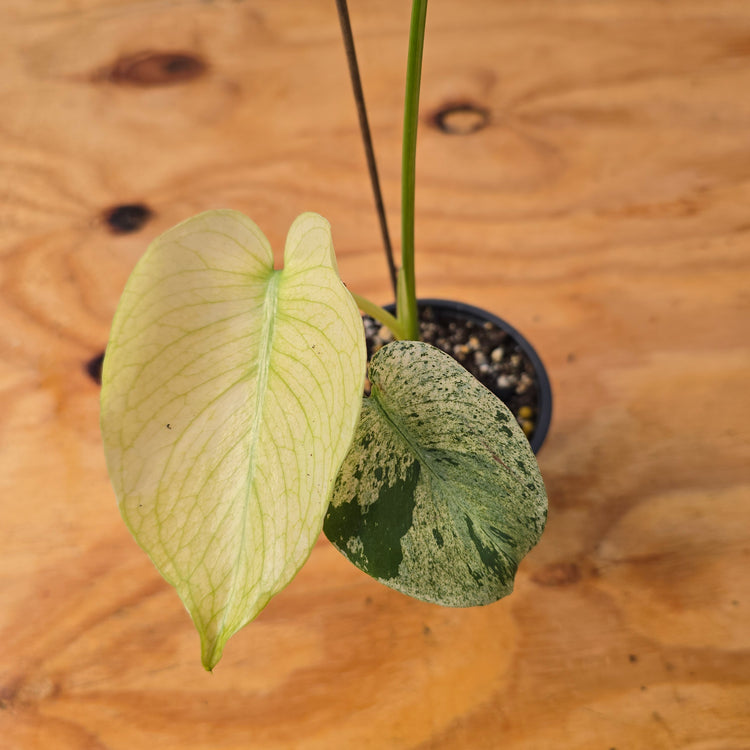 Monstera Deliciosa "White Monster" PlantMadness