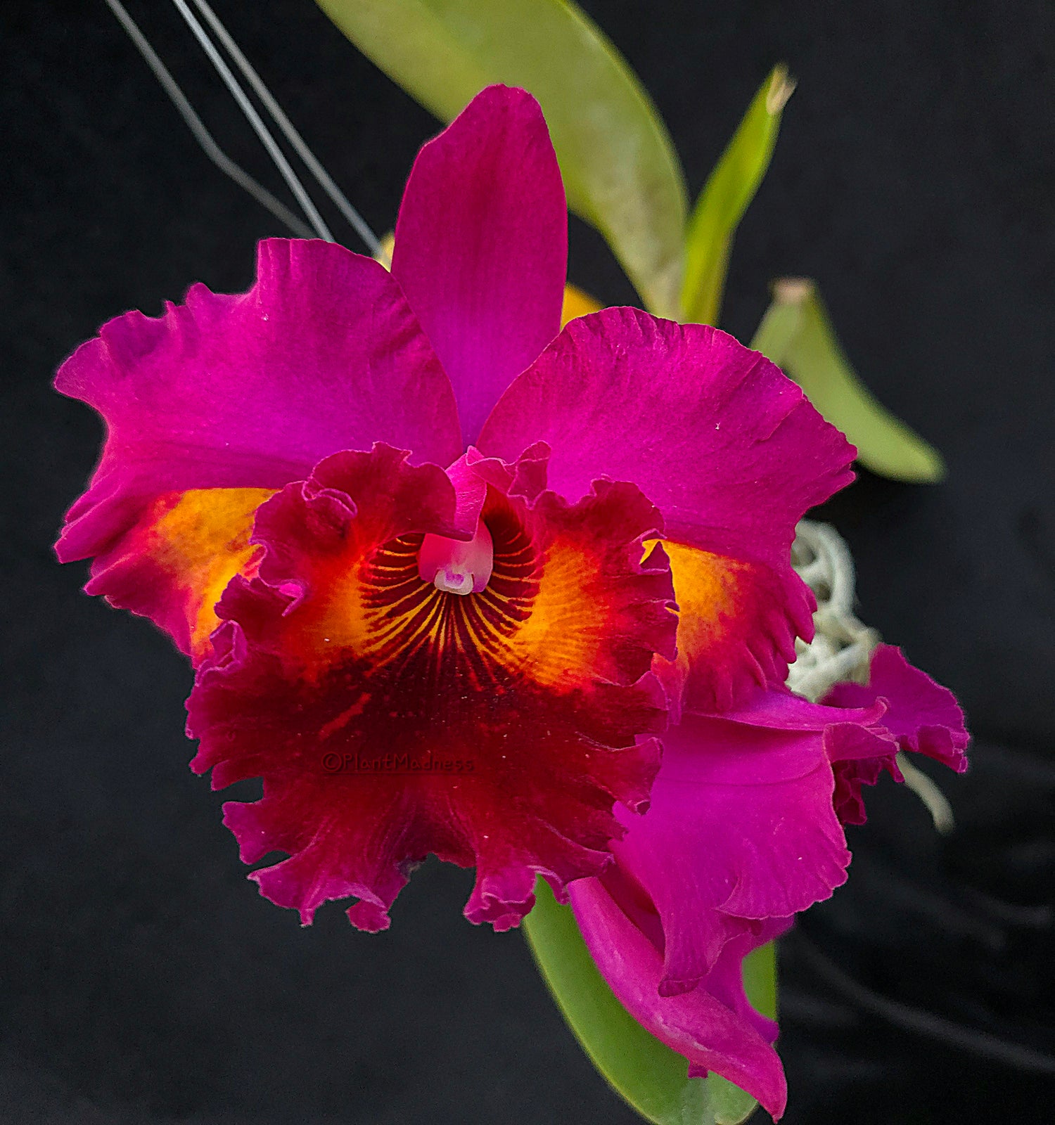 Rlc. Sanyung Ruby "Da Won" PlantMadness