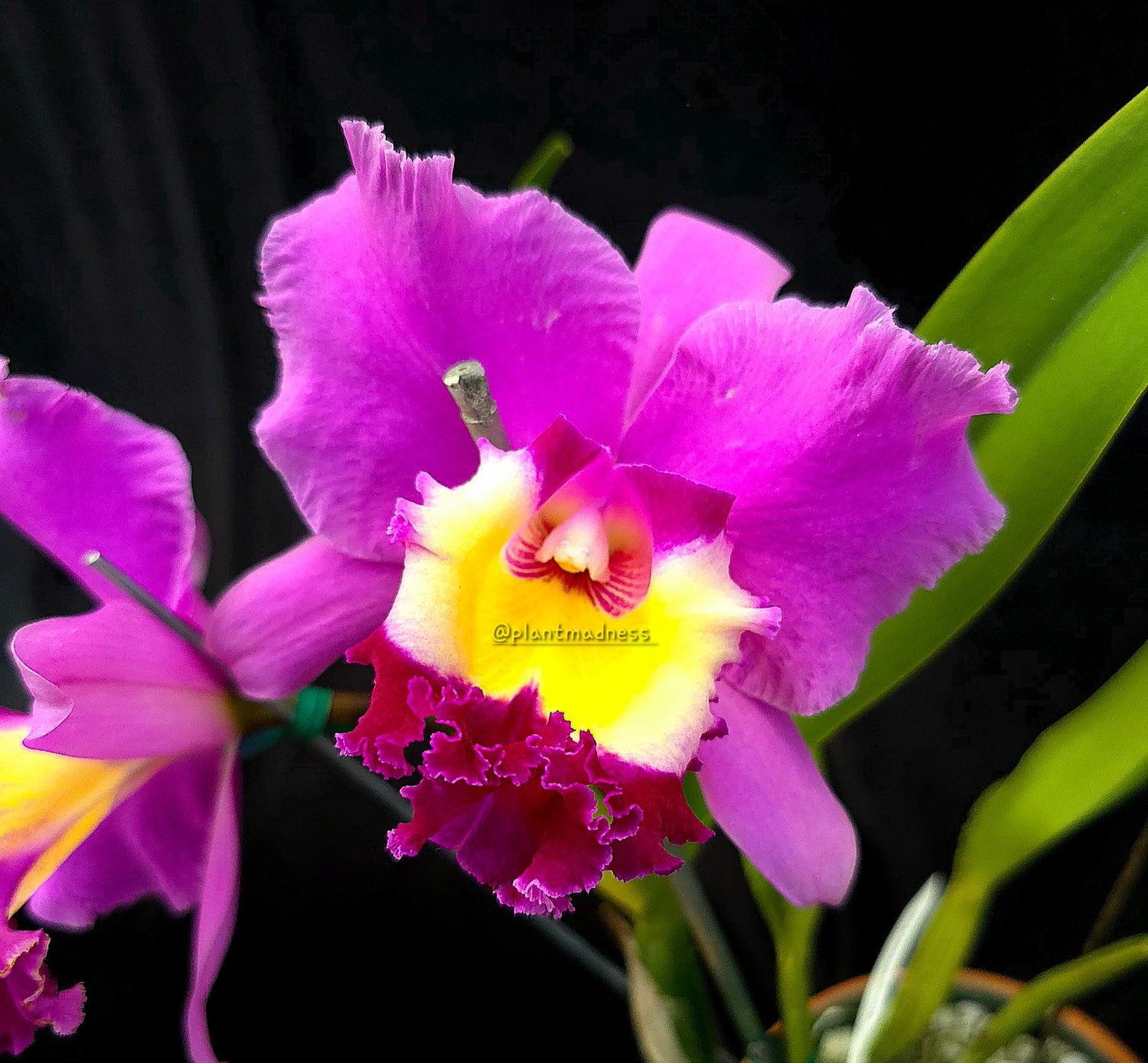 Rlc Wangnamkeaw Pink PlantMadness