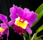 Rlc Wangnamkeaw Pink PlantMadness