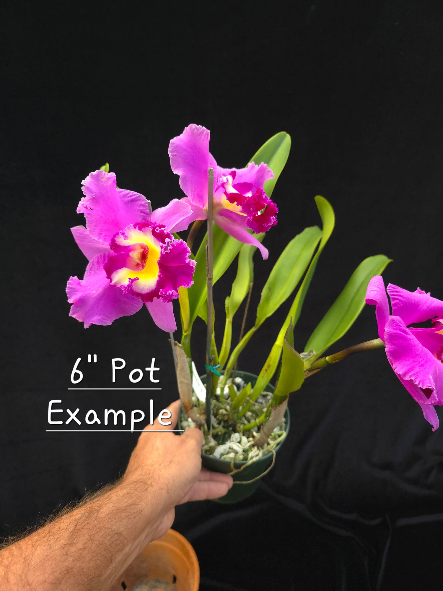 Rlc Wangnamkeaw Pink PlantMadness