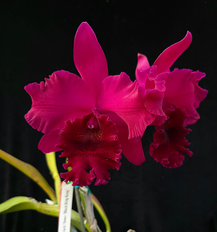 Rth. Chialin Black Flower "Black King Kong" PlantMadness