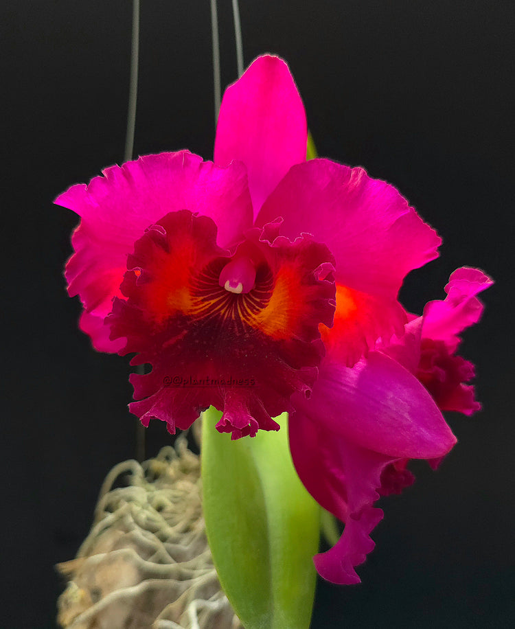 Rlc. Sanyung Ruby "Da Won" PlantMadness