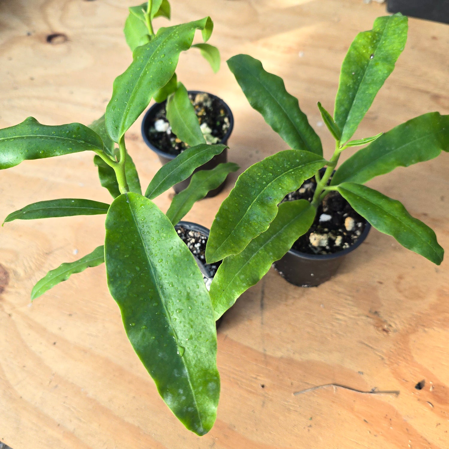 Hoya Imperialis PlantMadness