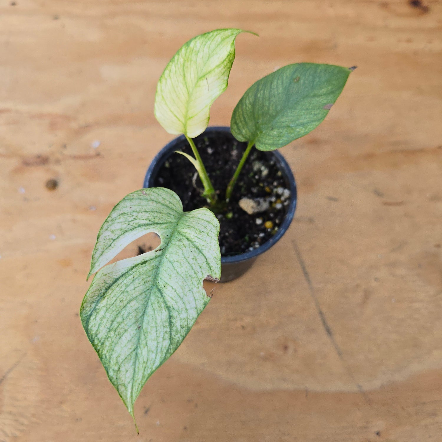 Rhaphidophora Tetrasperma Variegated PlantMadness