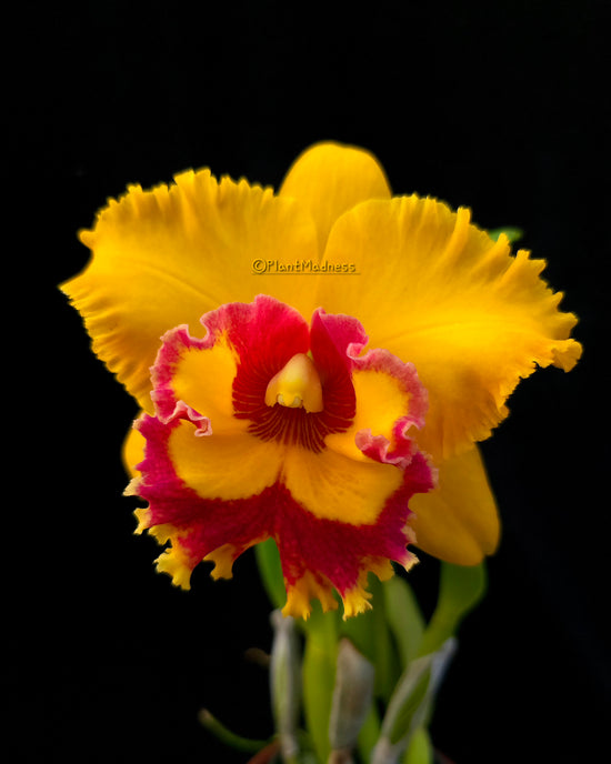 Rlc. Nakornchaisri Delight PlantMadness