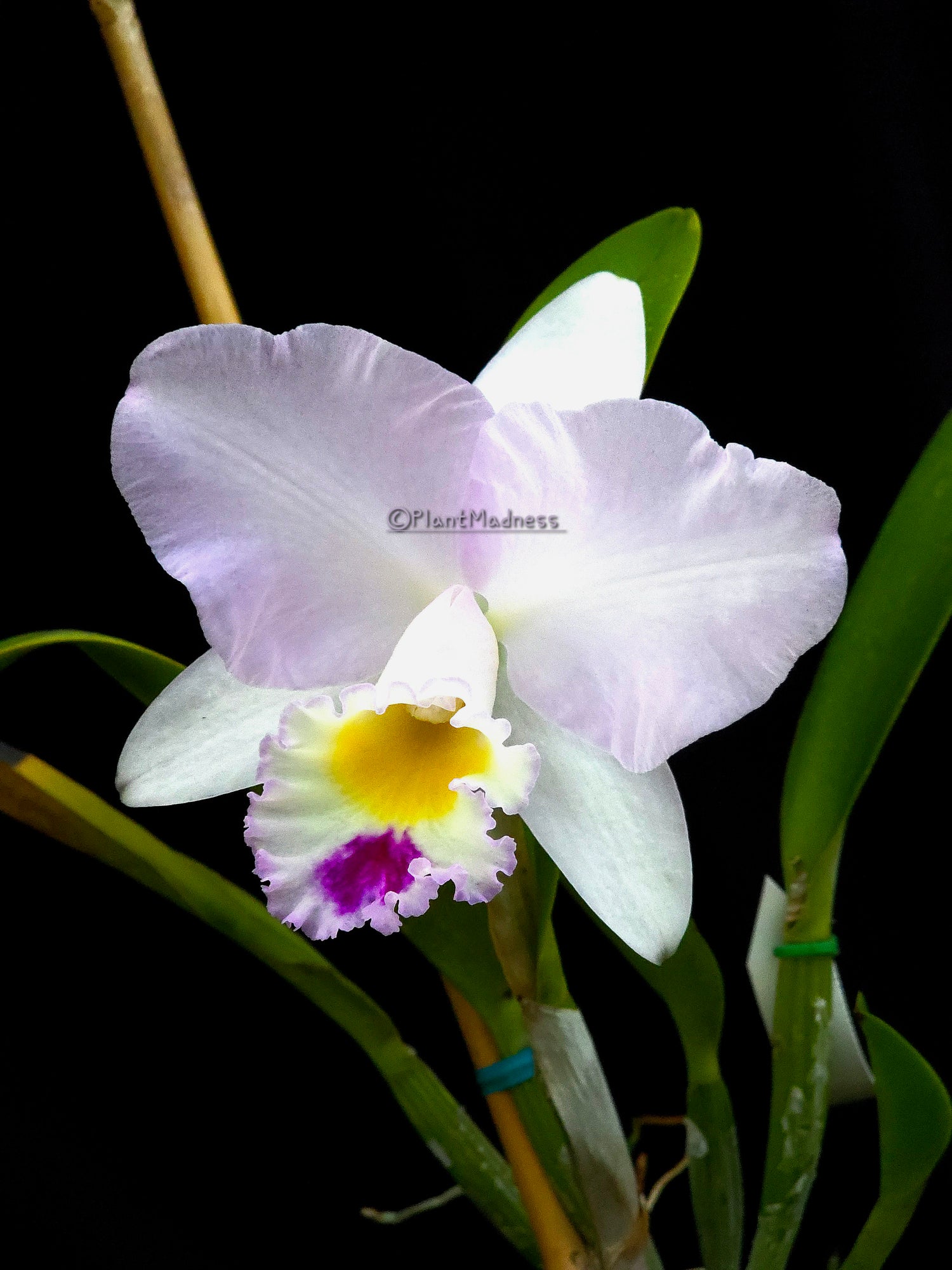 Cattleya Pure Soul PlantMadness