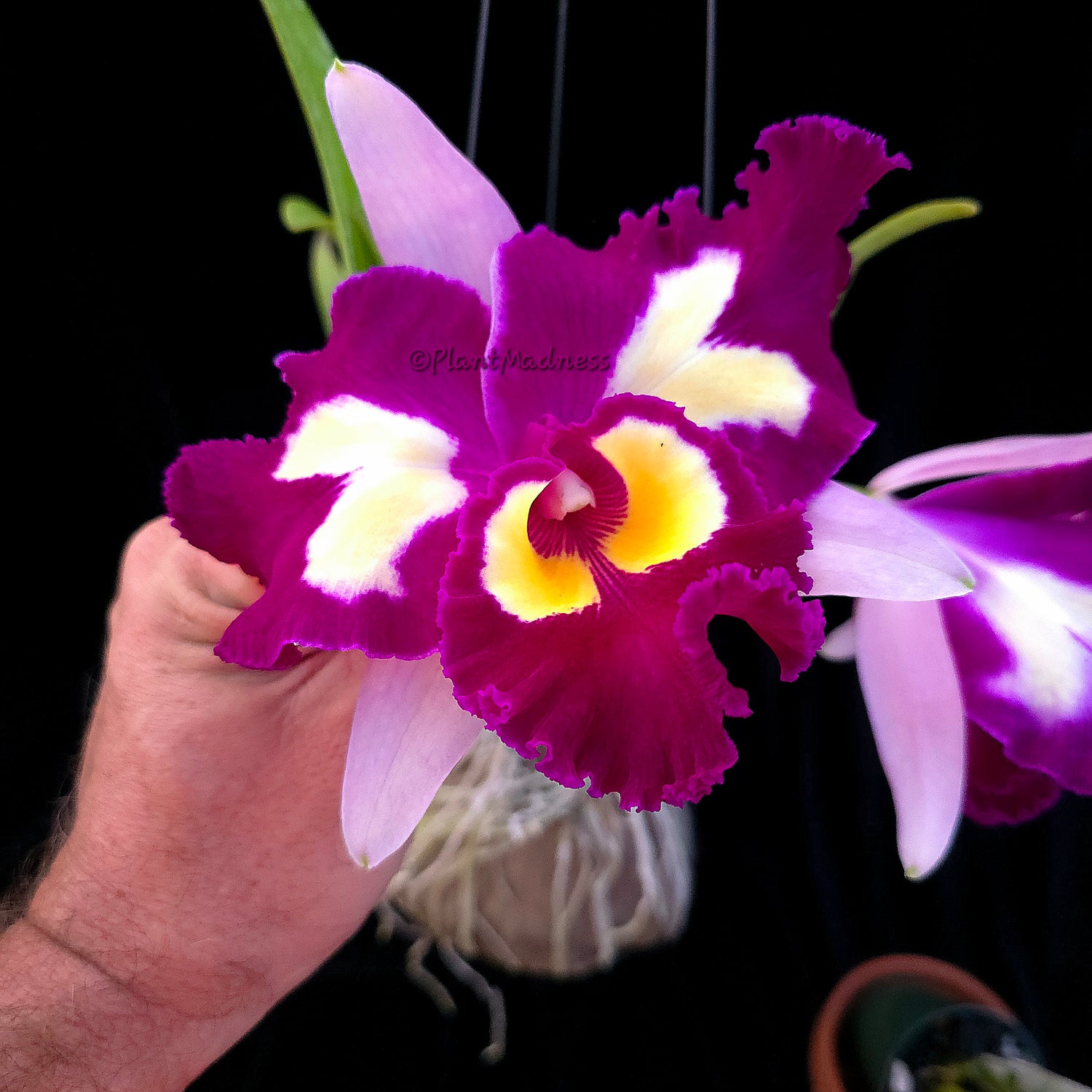 Rlc. Chinese Beauty "Orchid Queen" PlantMadness